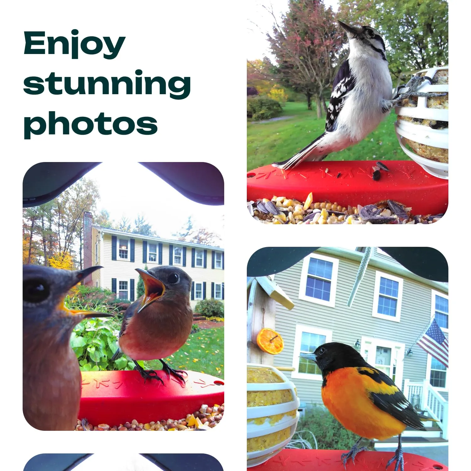 BIRD BUDDY® Original Smart Bird Feeder with Camera Solar Powered. High Resolution AI Camera for Beautiful Close-up Shots and a Unique Bird Watching Experience