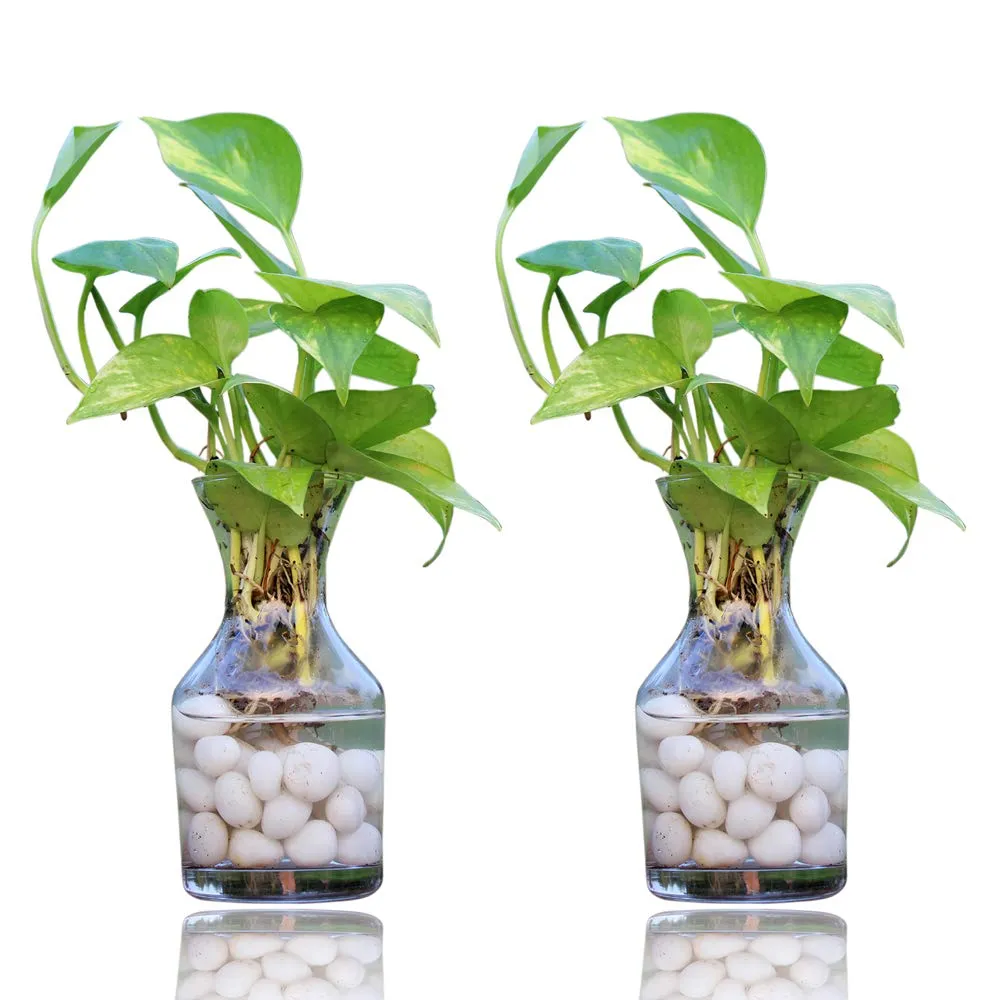 Green Fills Combo of 2 Glass Vases for Flower & Water Plants with Money Plant & White Pebbles| Decorative Vase for Wedding Anniversary & Diwali Gift| Handmade Clear Floral Container