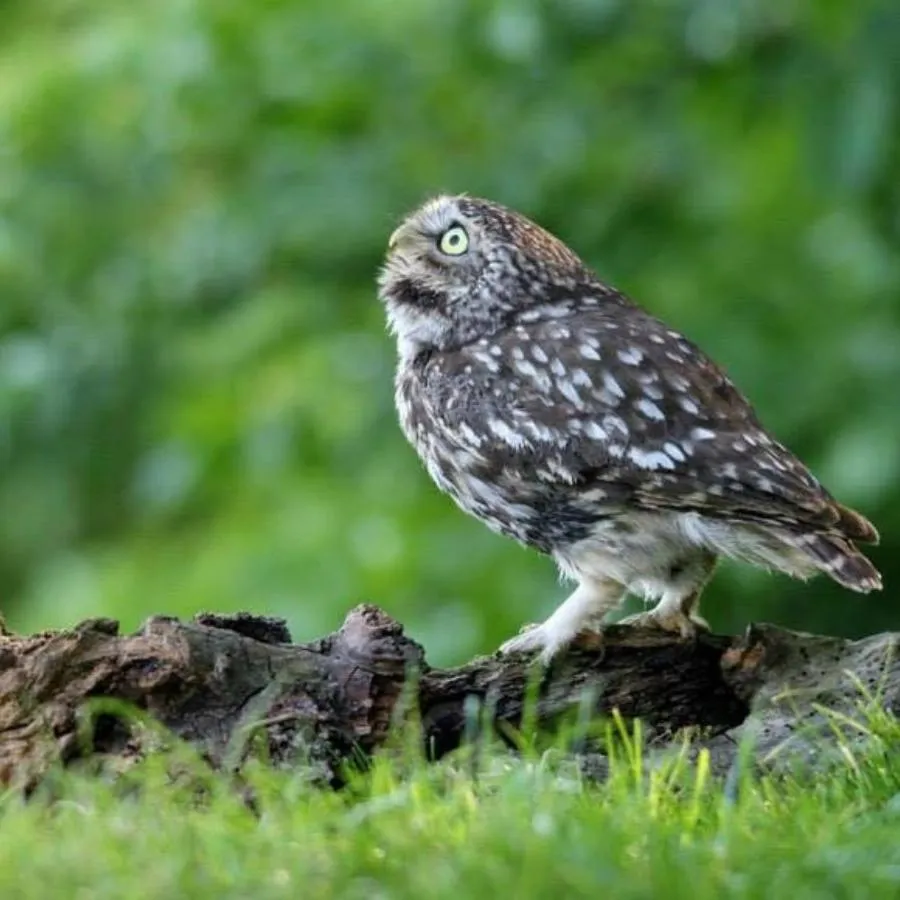 Little Owl Box